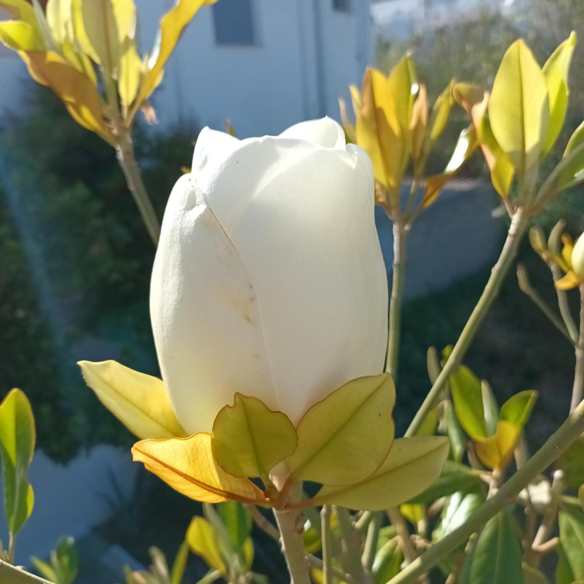 Magnolia Senses Lejlighed Kini Værelse billede